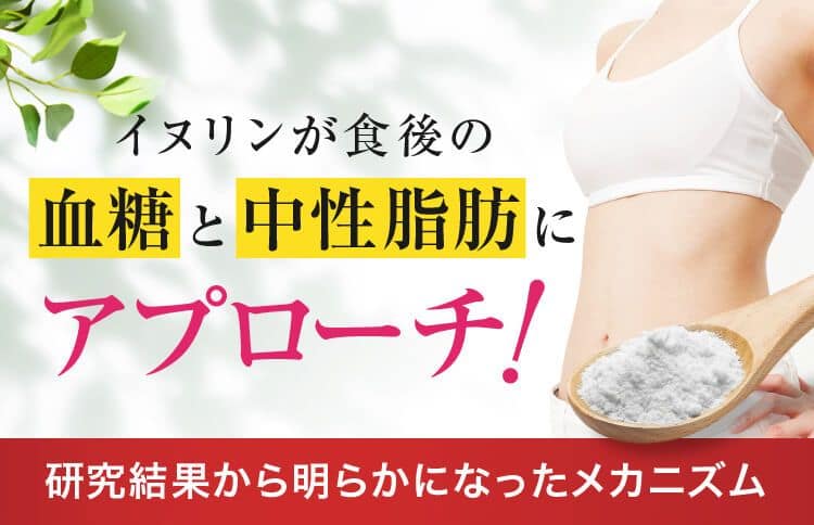 イヌリンが食後の血糖と中性脂肪にアプローチ